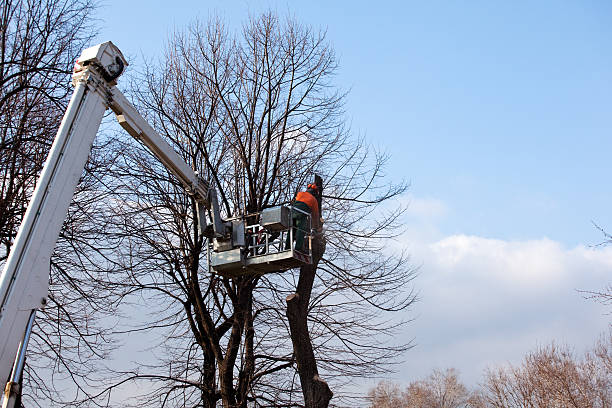 Best Aeration Services  in , NE